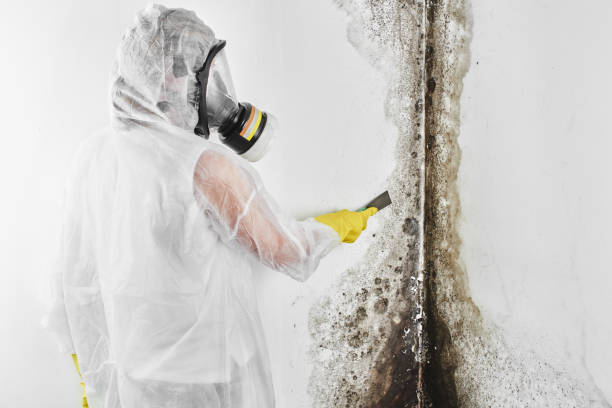 Crawl Space Mold Removal in Roosevelt, NJ