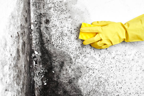 Best Office Mold Removal Services  in Roosevelt, NJ