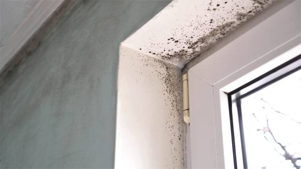 Office Mold Removal Services in Roosevelt, NJ