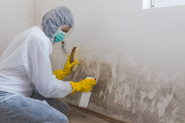 Best Local Mold Removal Service  in Roosevelt, NJ