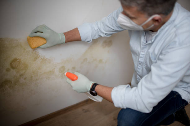 Best Fast Mold Removal  in Roosevelt, NJ