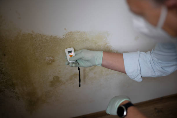 Professional Mold Removal in Roosevelt, NJ