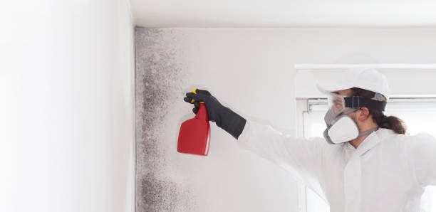 Best Commercial Mold Removal  in Roosevelt, NJ