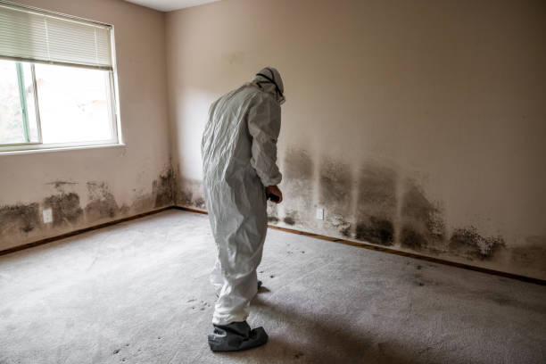 Best Mold Removal Company Near Me  in Roosevelt, NJ