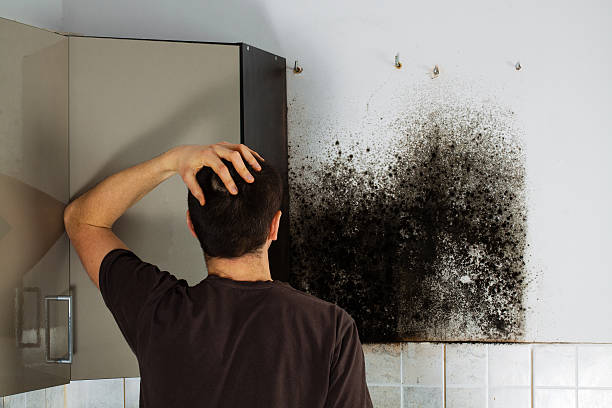 Best Certified Mold Removal  in Roosevelt, NJ