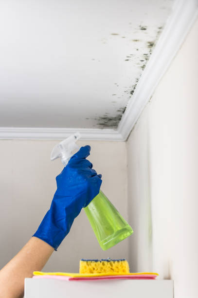 Best Affordable Mold Removal  in Roosevelt, NJ